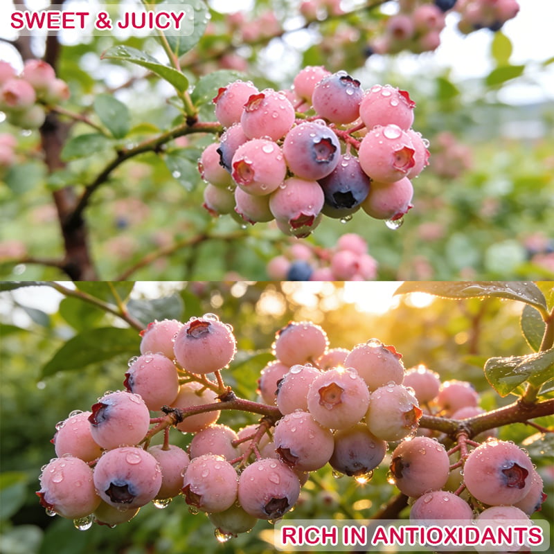 Grow Sweet Pink Blueberries at Home