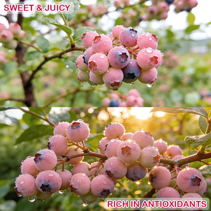 Grow Sweet Pink Blueberries at Home