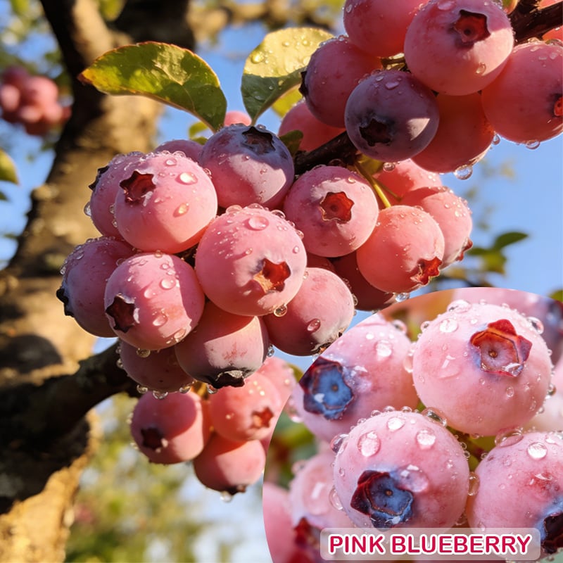 Grow Sweet Pink Blueberries at Home