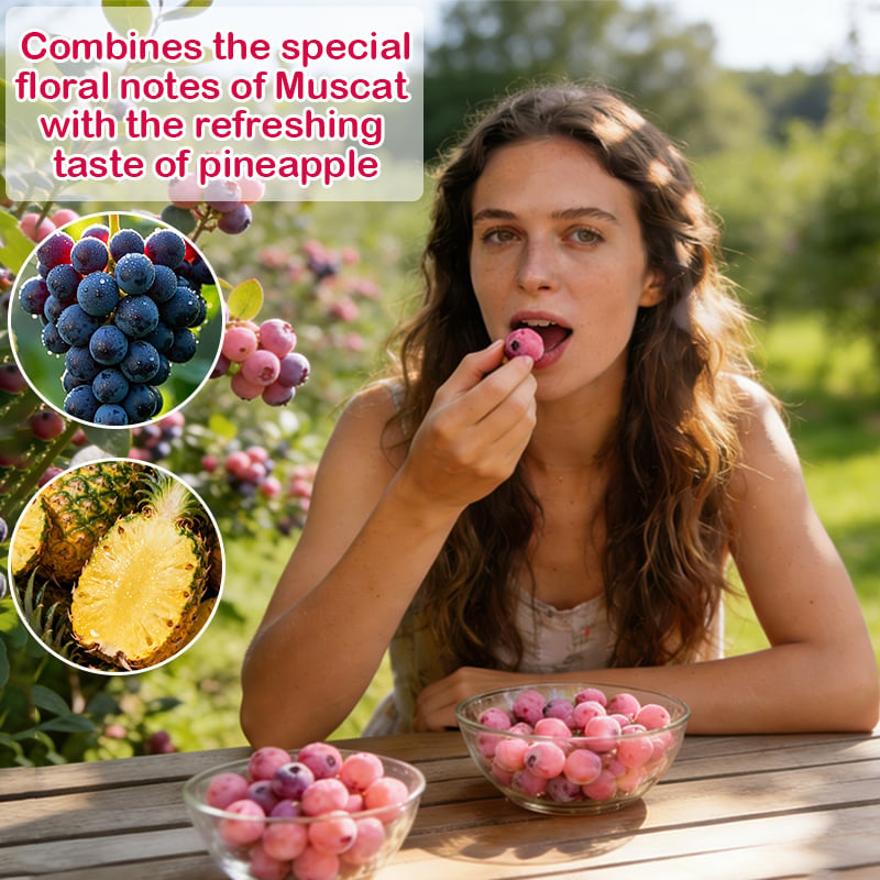 Premium Pink Blueberry Seeds for Planting