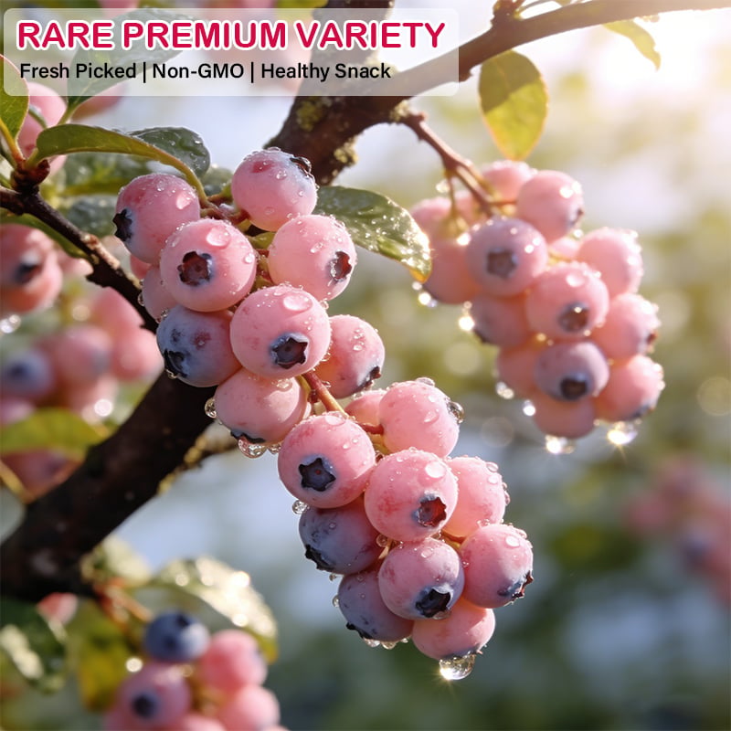 Grow Sweet Pink Blueberries at Home