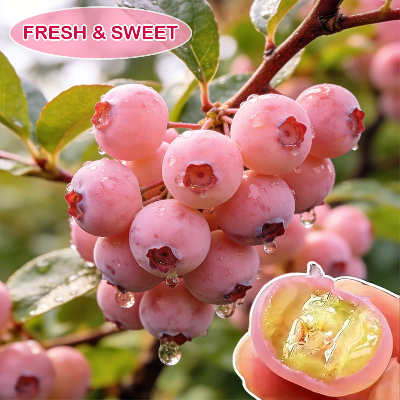 Grow Sweet Pink Blueberries at Home