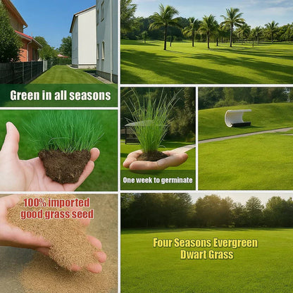 Evergreen dwarf grass seed for four seasons