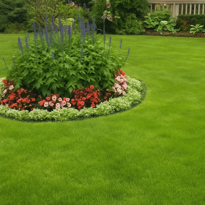 Evergreen dwarf grass seed for four seasons