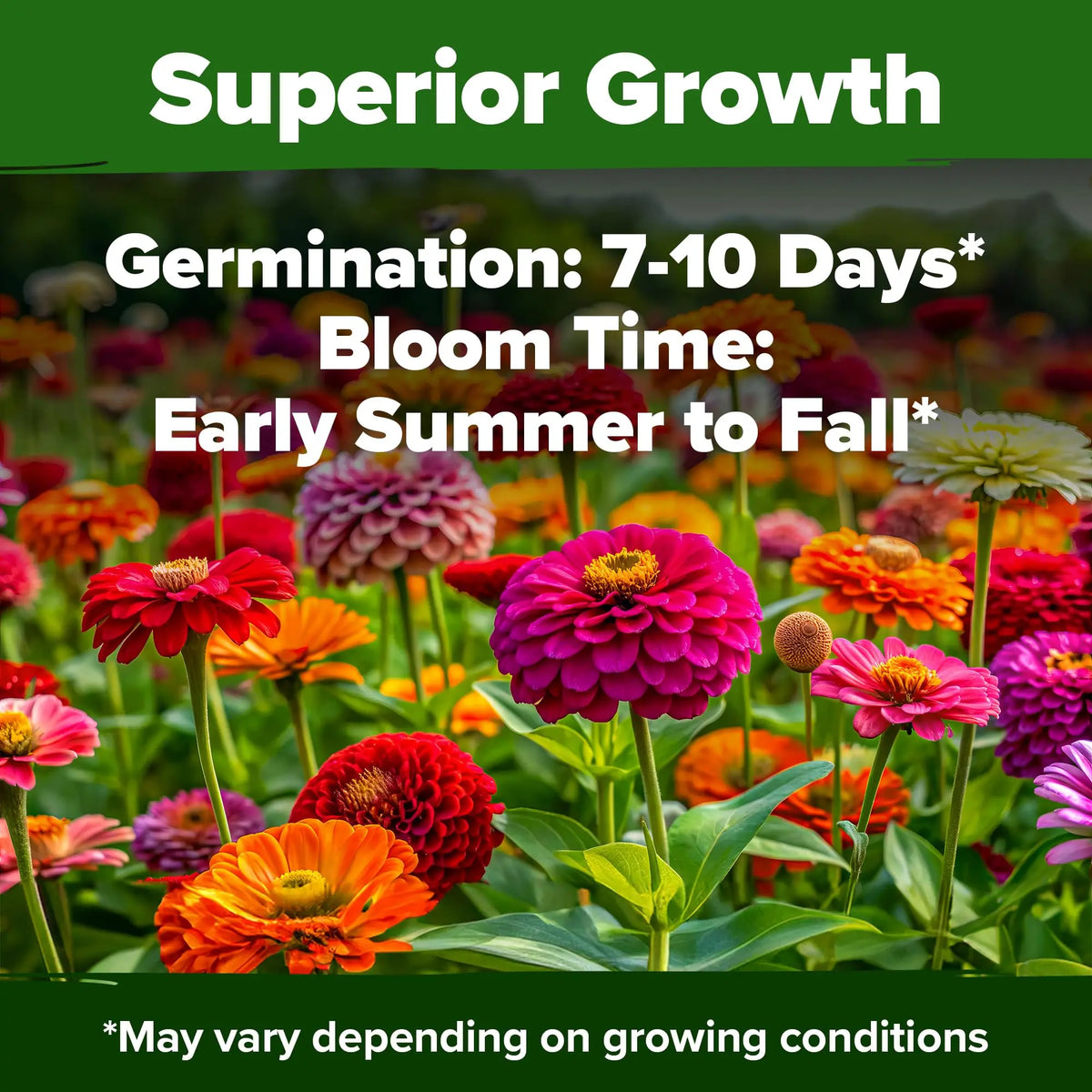 Zinnia Flower Seeds for Planting