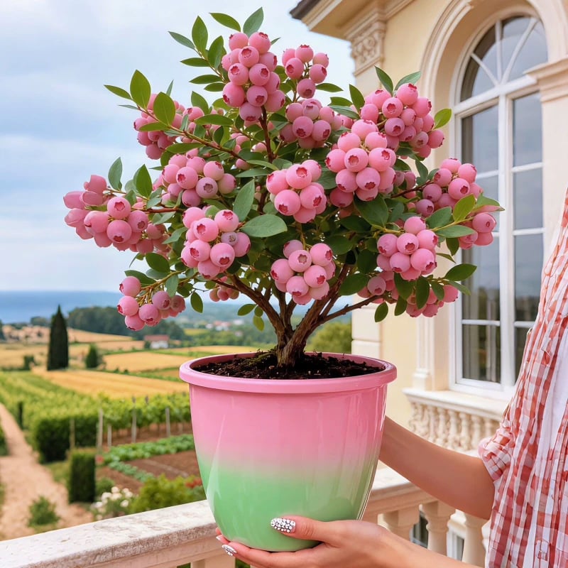 Grow Sweet Pink Blueberries at Home